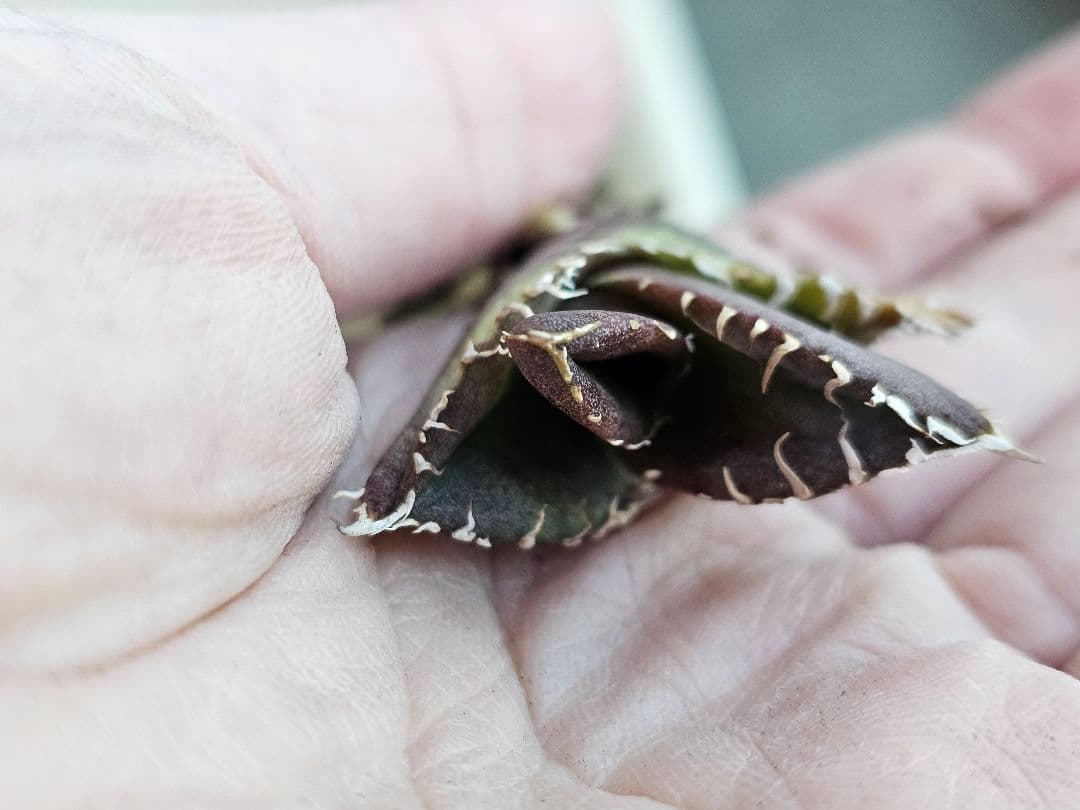 高級品種 アガベ　チタノタ　麻花龍　希少子株ブツブツ系 再入荷OC 特選アガベ