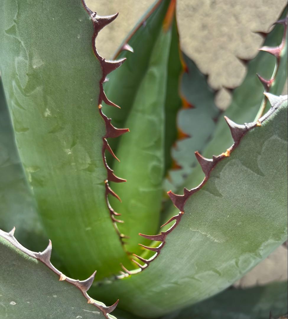 レア‼️スクエアトゥース アガベ コロラータ × ホリダ　ハイブリッド