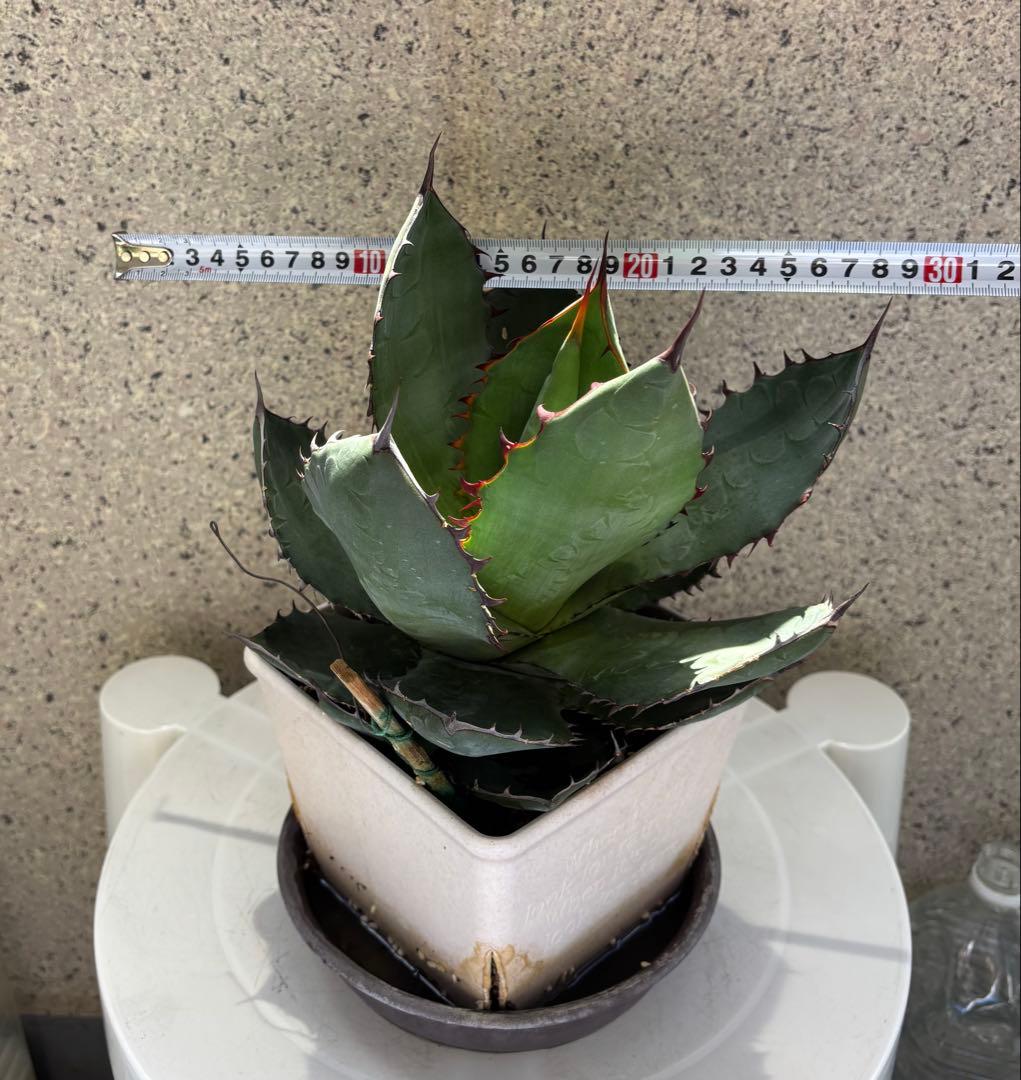 レア‼️スクエアトゥース アガベ コロラータ × ホリダ　ハイブリッド