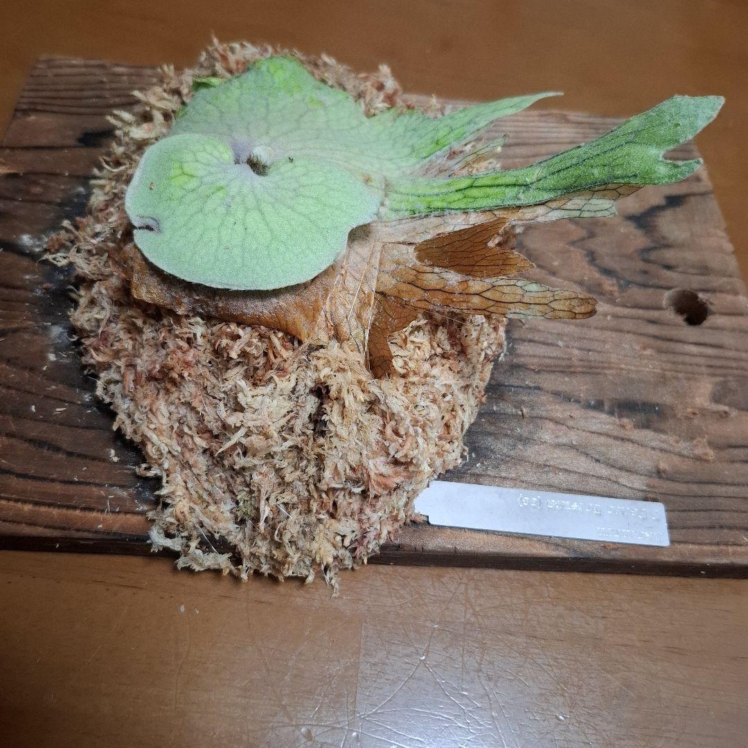 Pedoro Tatsuta Bacteria spore 2点セット