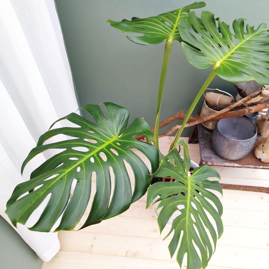 ＳＡＭ根上り モンステラ デリシオーサ (現品) 癒し空間８号