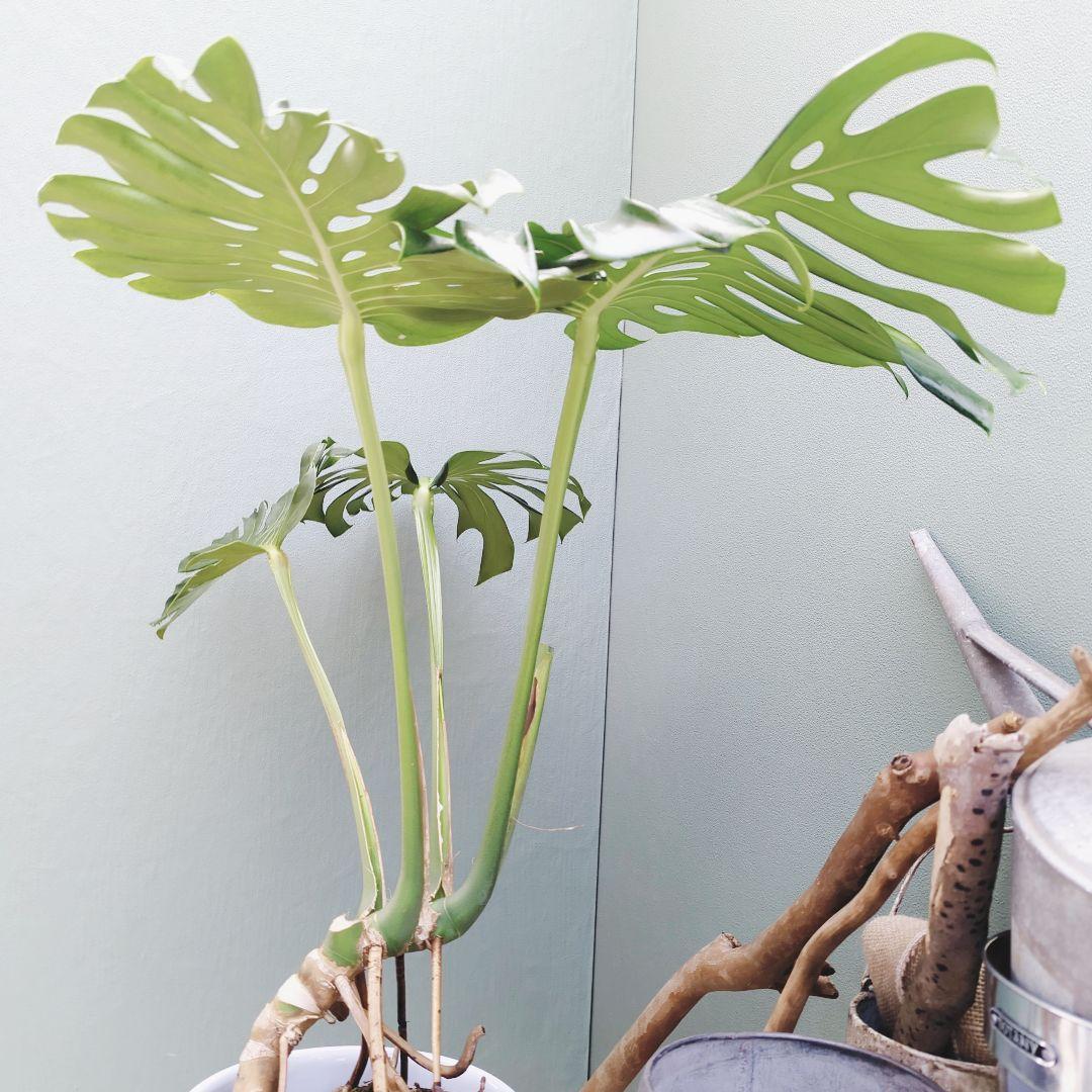 ＳＡＭ根上り モンステラ デリシオーサ (現品) 癒し空間８号