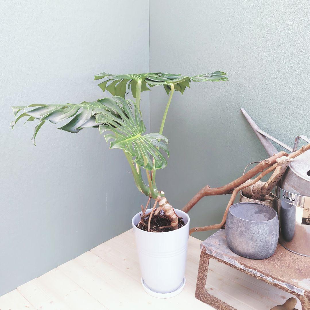 ＳＡＭ根上り モンステラ デリシオーサ (現品) 癒し空間８号