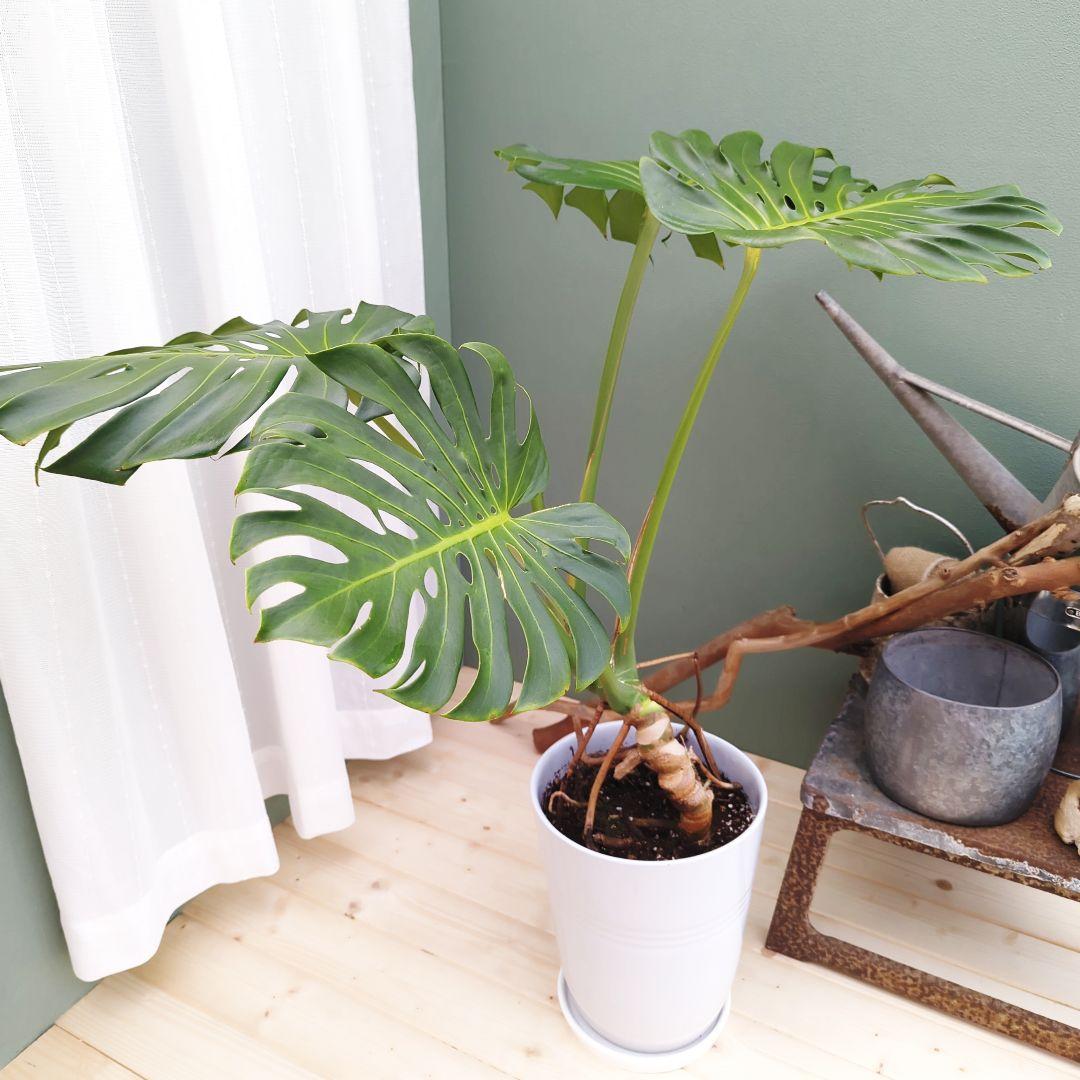 ＳＡＭ根上り モンステラ デリシオーサ (現品) 癒し空間８号