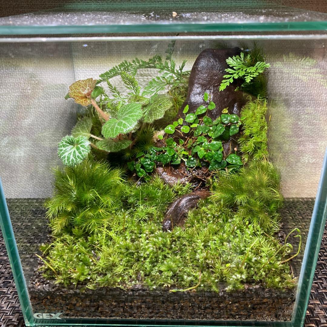 苔テラリウム　No.５２３