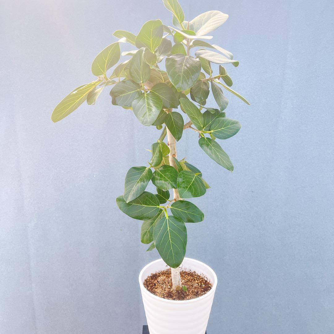 現品　フィカス　ゴムの木　ベンガレンシス　34番　インテリアグリーン　観葉植物