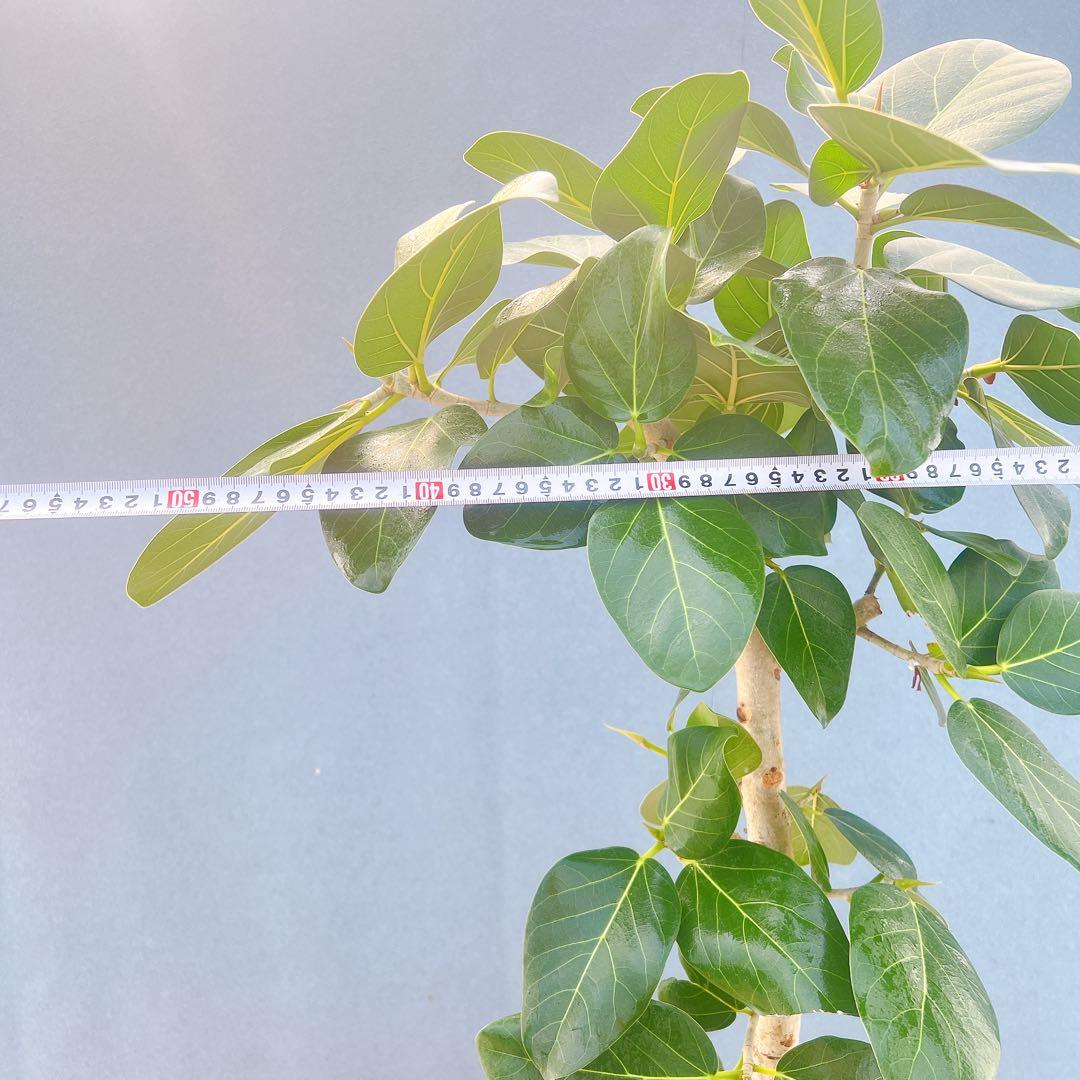 現品　フィカス　ゴムの木　ベンガレンシス　34番　インテリアグリーン　観葉植物