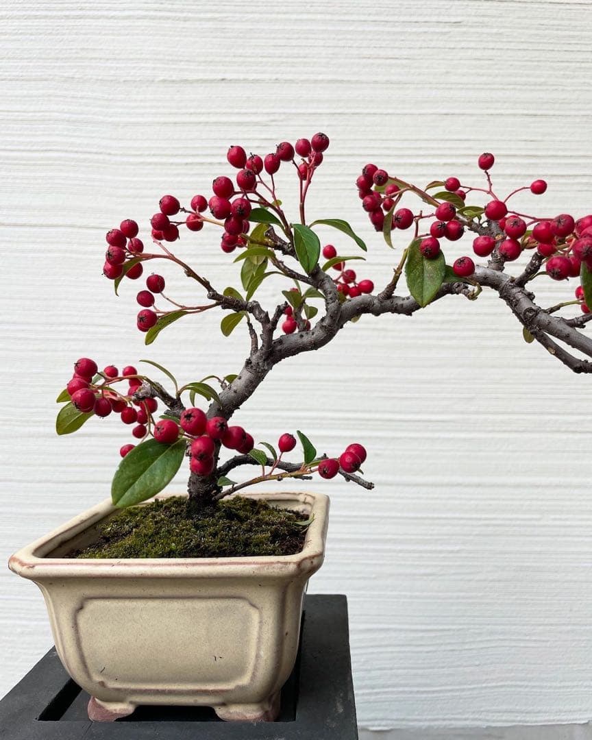 No.005【盆栽】 - ピラカンサ