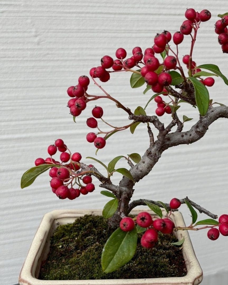 No.005【盆栽】 - ピラカンサ