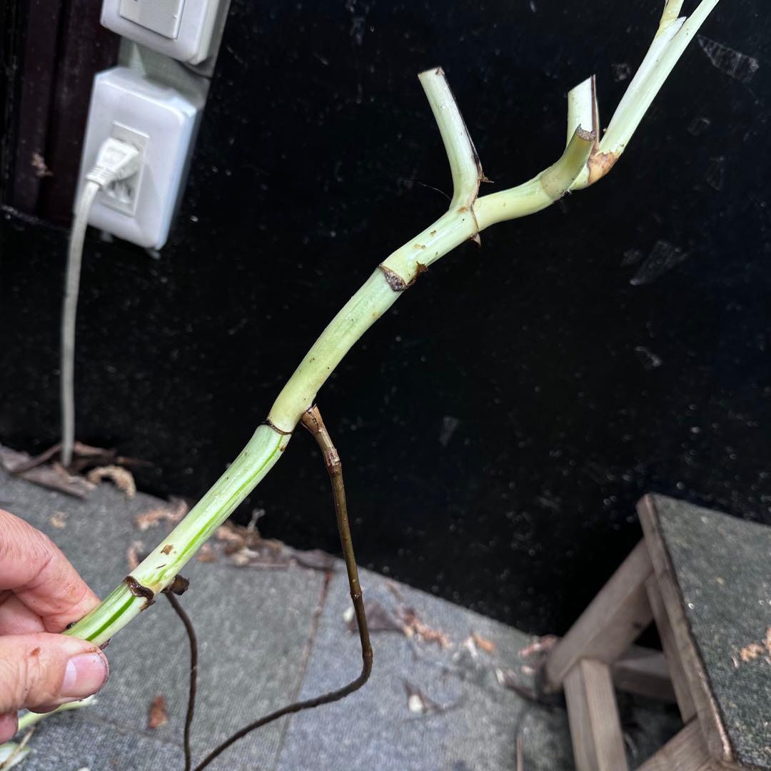 H*I様 斑入りモンステラホワイトタイガー茎4株おまとめ