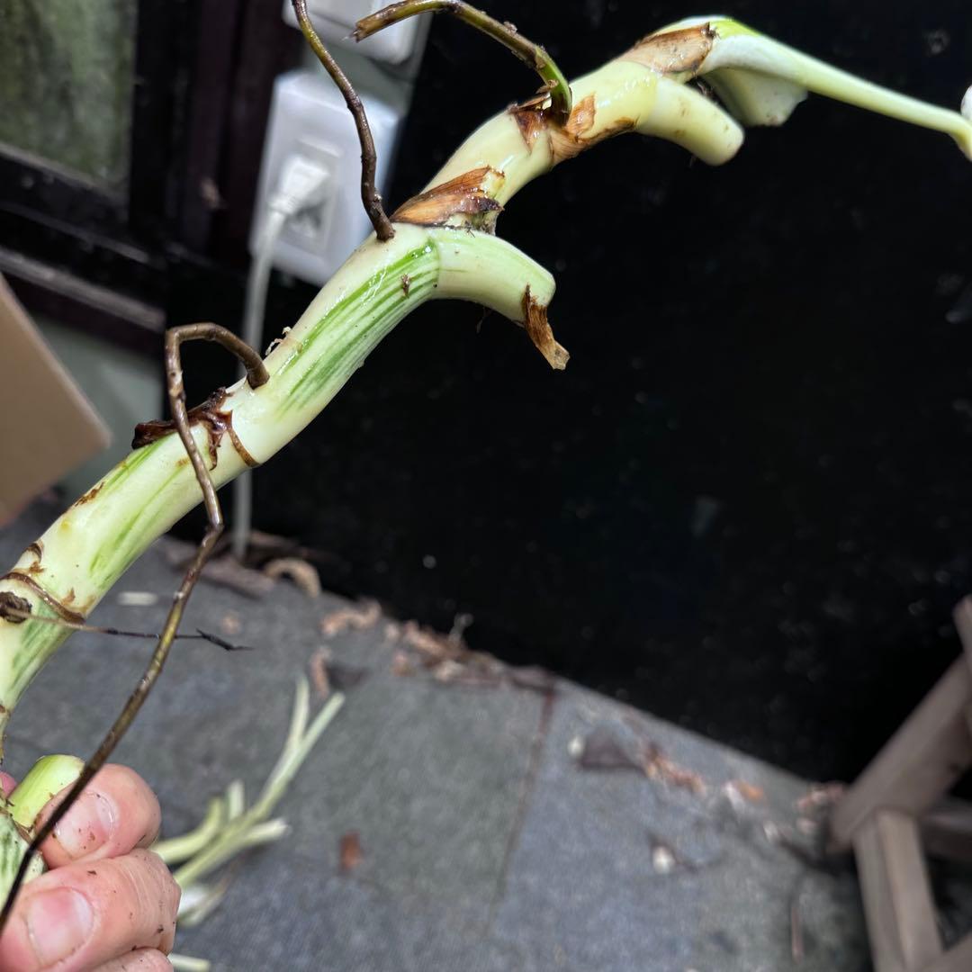 H*I様 斑入りモンステラホワイトタイガー茎4株おまとめ