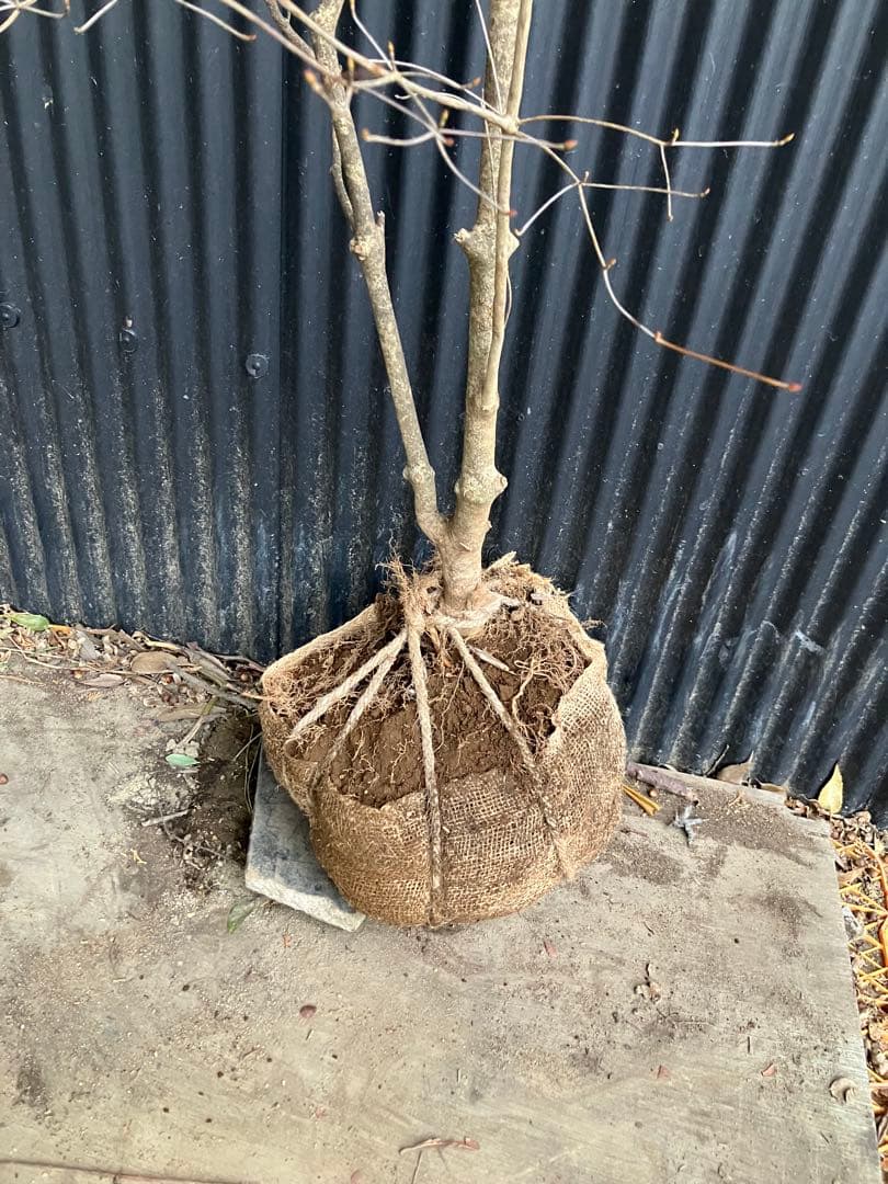 山採り　ドウダンツツジ