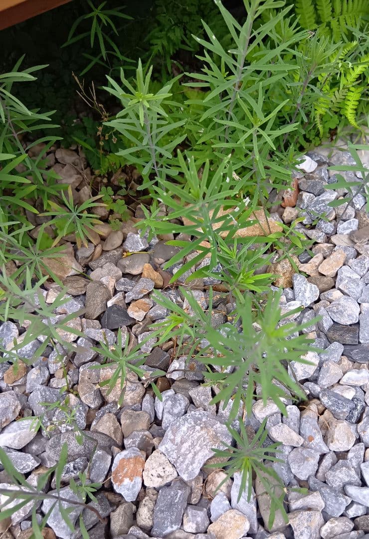 宿根リナリア　紫　ピンク　白　黄色　Mix　苗　宿根草　多年草　姫金魚草　抜き苗