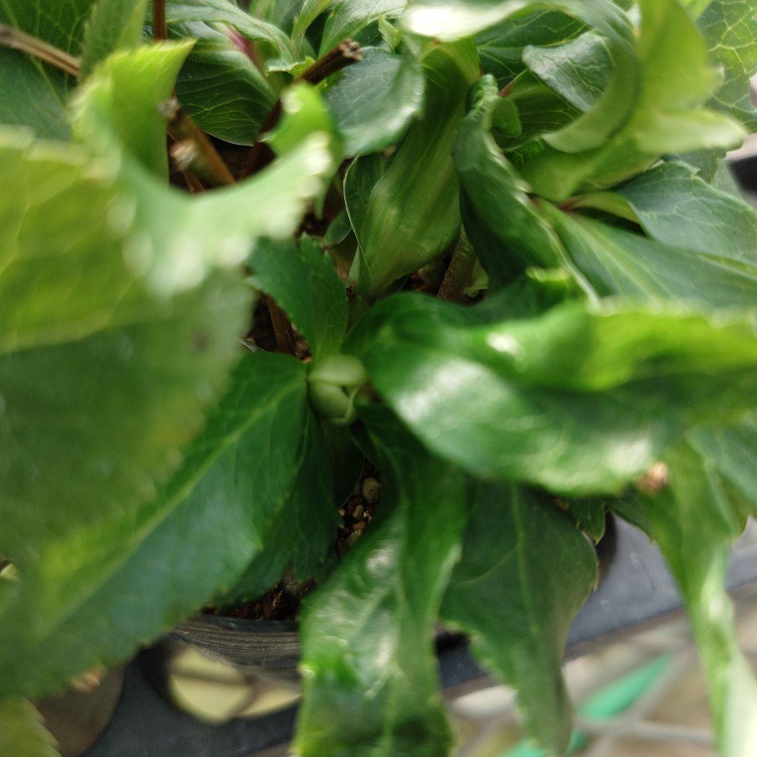 ポンタ　クリスマスローズセット