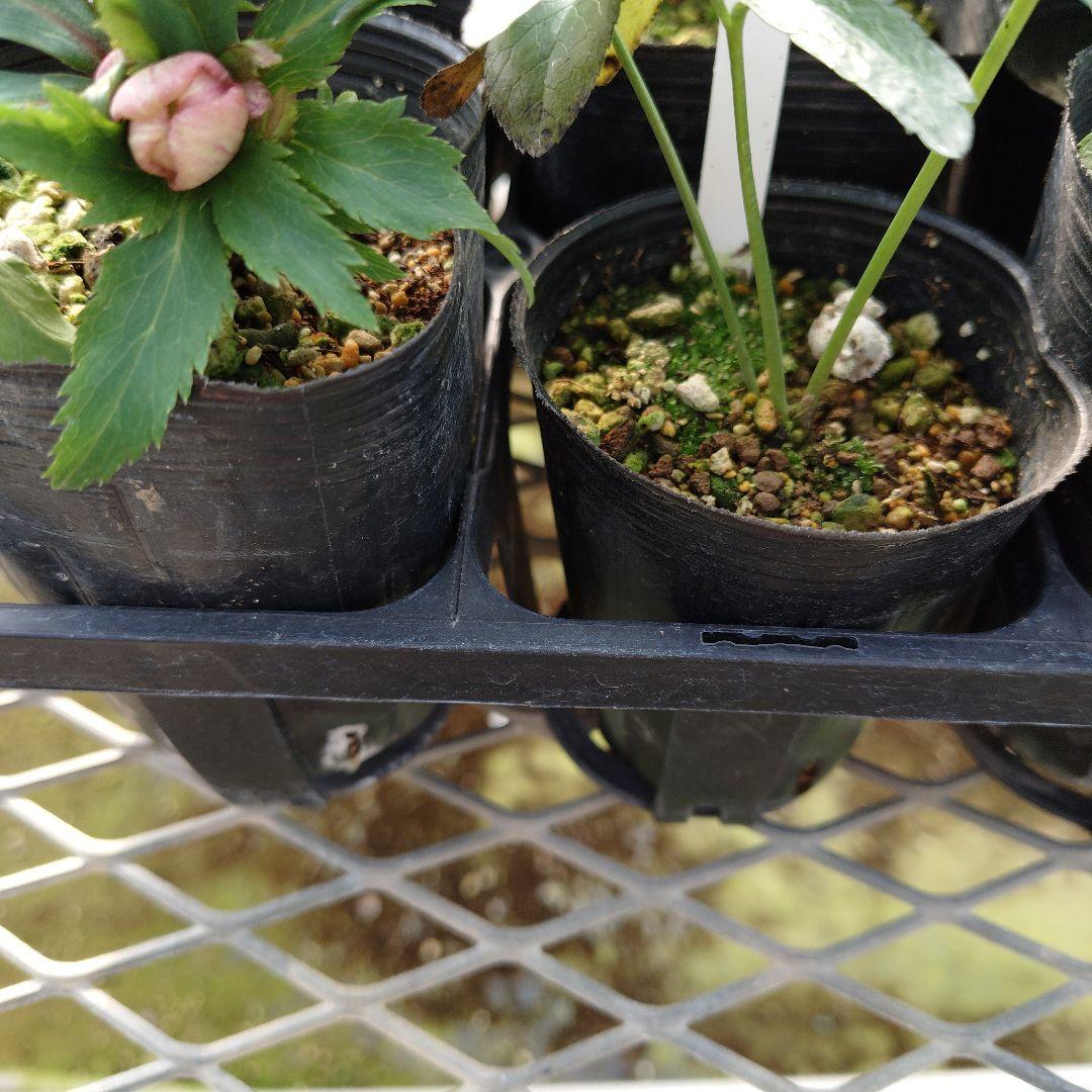 ポンタ　クリスマスローズセット