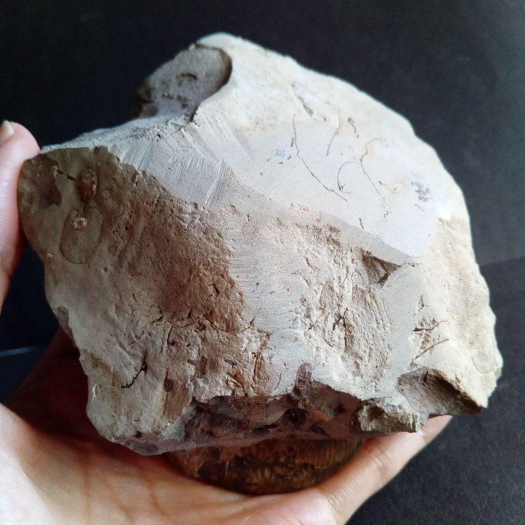 アンモナイト　日本産　北海道　極美麗　クリーニング最高