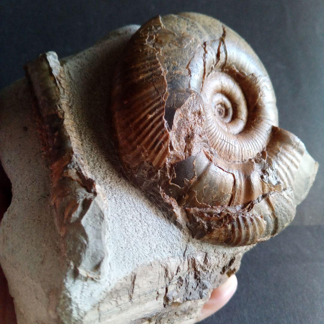 アンモナイト　日本産　北海道　極美麗　クリーニング最高