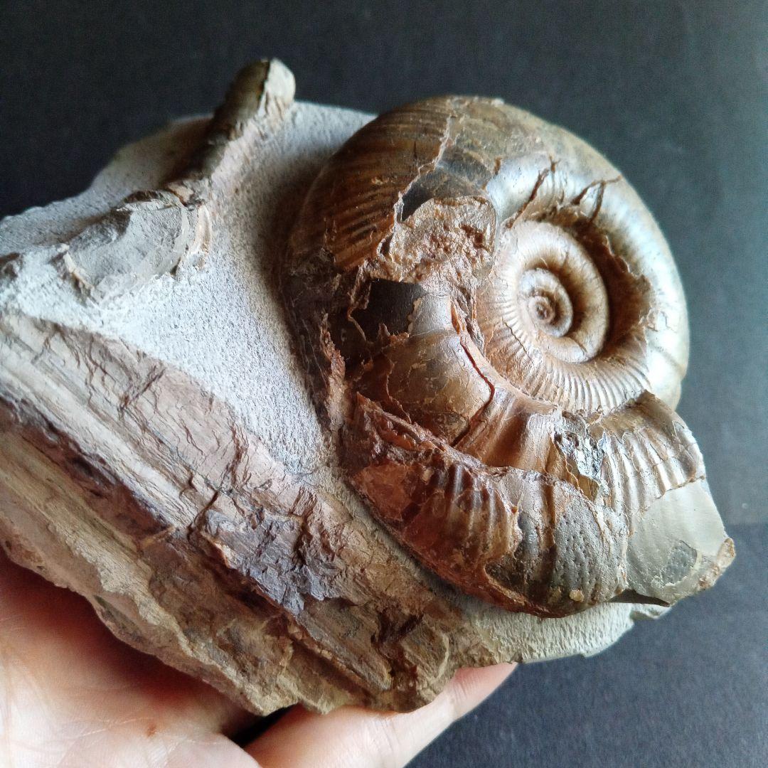 アンモナイト　日本産　北海道　極美麗　クリーニング最高