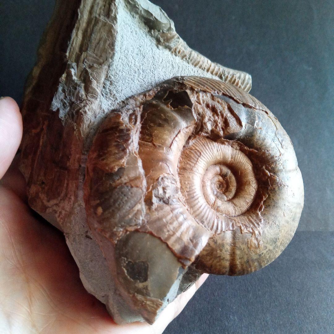 アンモナイト　日本産　北海道　極美麗　クリーニング最高