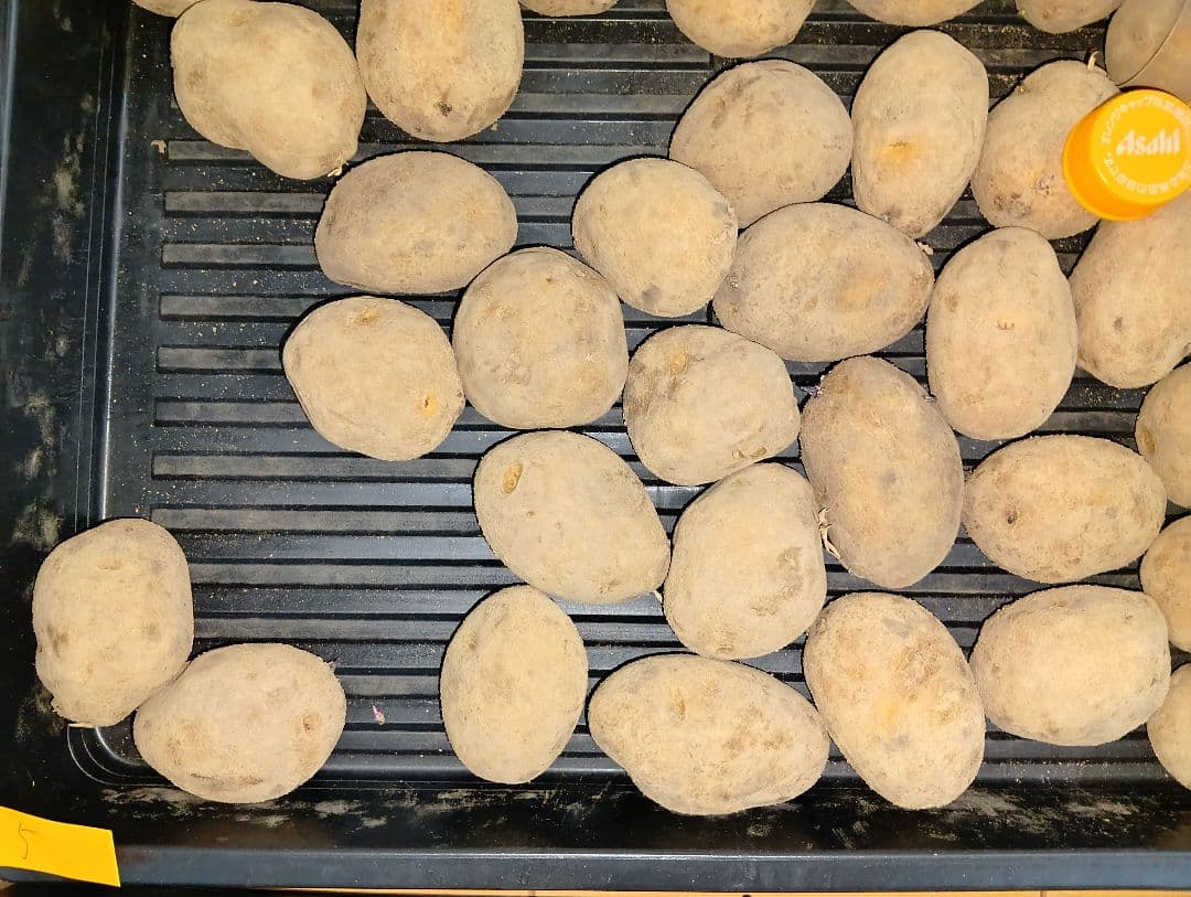 10kg m207 インカのめざめ 種芋