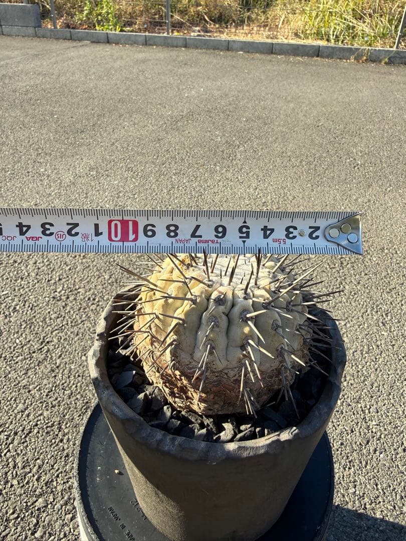 黒王丸　シネレア　コピアポア　copiapoa 強刺　コレクション株　鉢付き