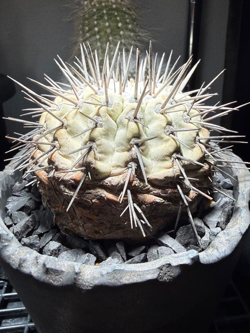 黒王丸　シネレア　コピアポア　copiapoa 強刺　コレクション株　鉢付き