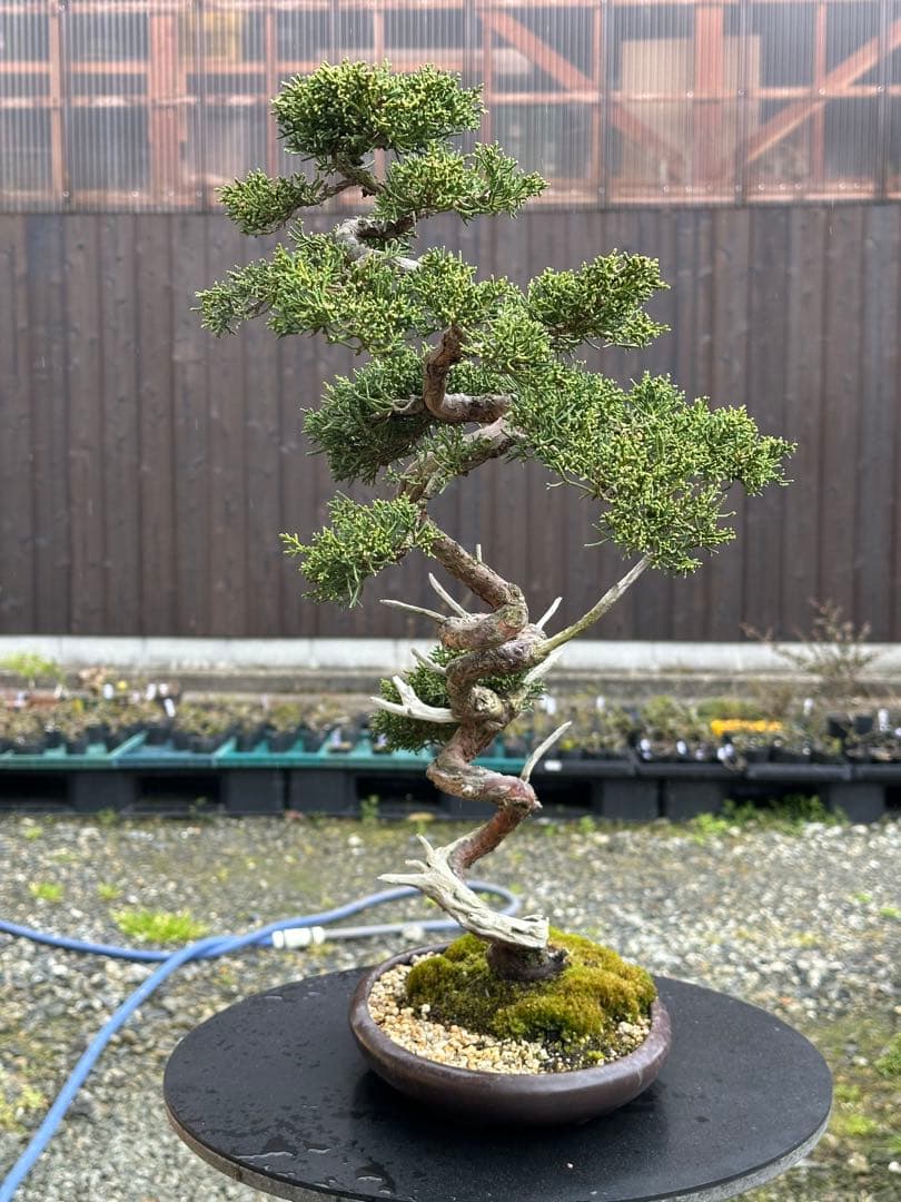 盆栽 糸魚川真柏 文人木