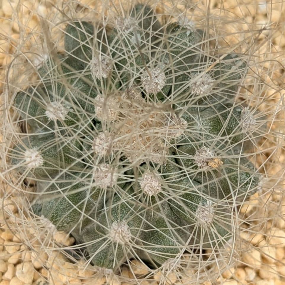 レアサボテンコレクション・コピアポア属・雷血丸inわけけのお店