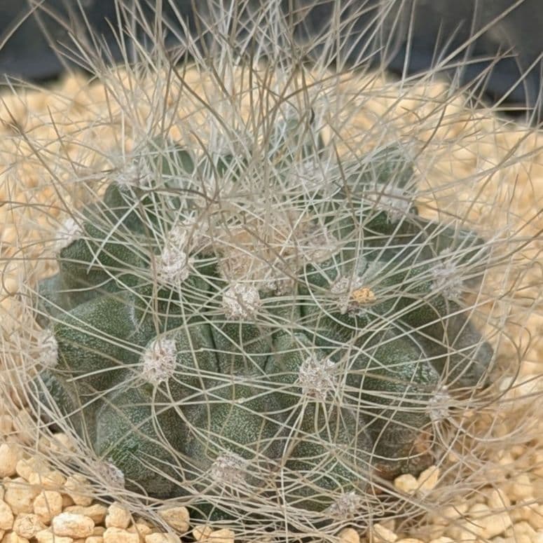 レアサボテンコレクション・コピアポア属・雷血丸inわけけのお店