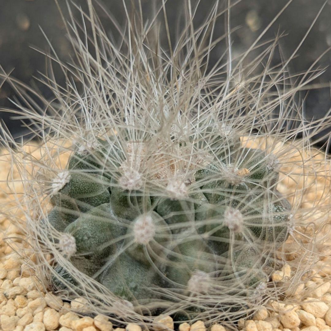 レアサボテンコレクション・コピアポア属・雷血丸inわけけのお店