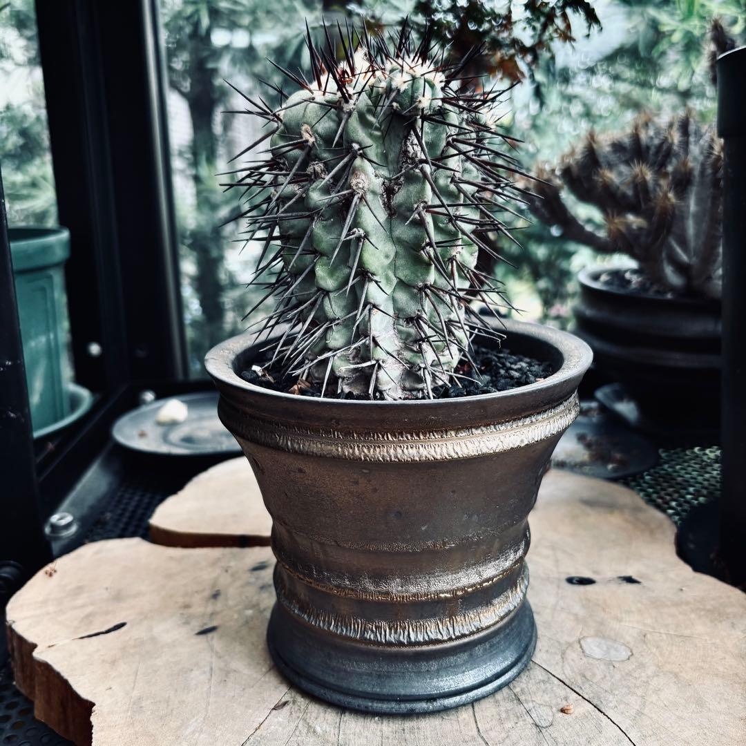 短期間限定超特価！ 現地株 コピアポア シネレア 黒王丸 田中元将 作家鉢