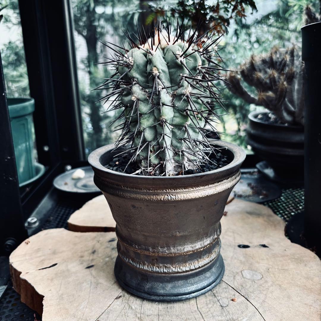 短期間限定超特価！ 現地株 コピアポア シネレア 黒王丸 田中元将 作家鉢