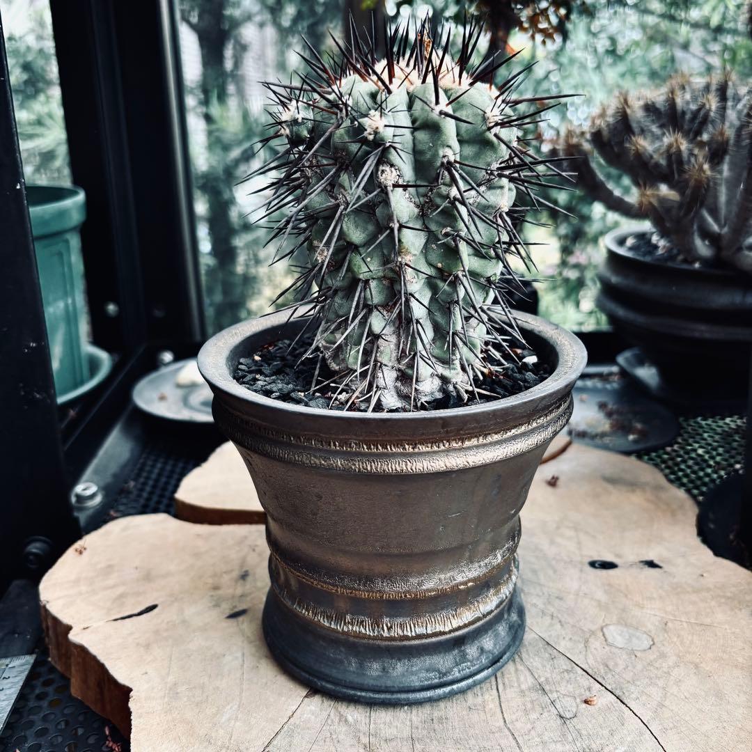 短期間限定超特価！ 現地株 コピアポア シネレア 黒王丸 田中元将 作家鉢