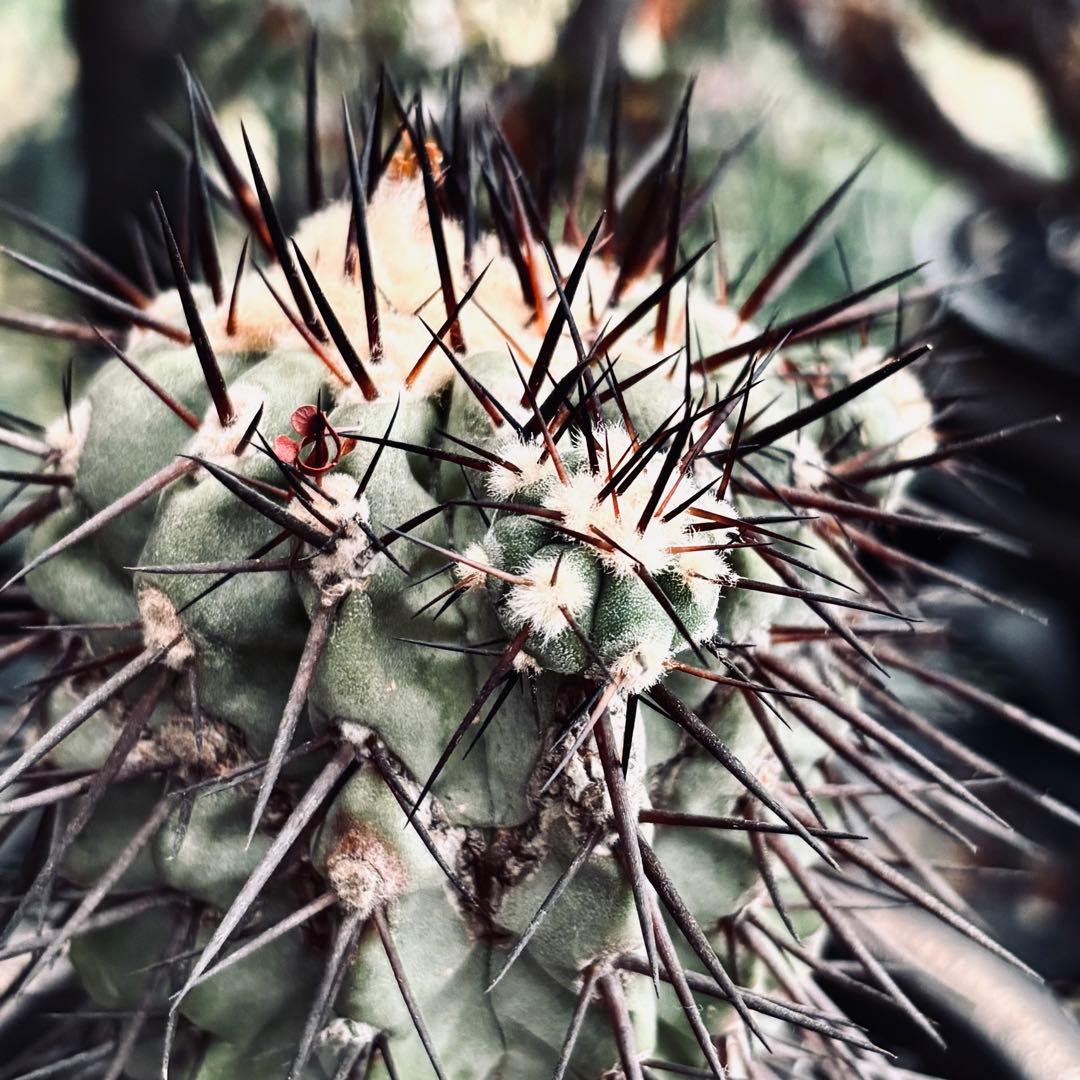 短期間限定超特価！ 現地株 コピアポア シネレア 黒王丸 田中元将 作家鉢