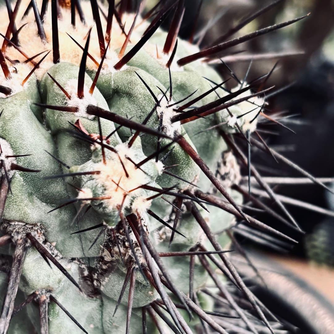 短期間限定超特価！ 現地株 コピアポア シネレア 黒王丸 田中元将 作家鉢