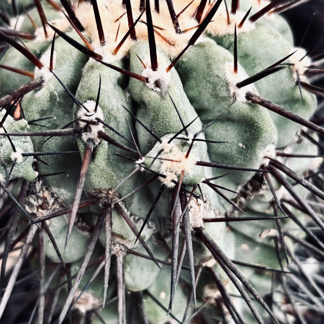 短期間限定超特価！ 現地株 コピアポア シネレア 黒王丸 田中元将 作家鉢