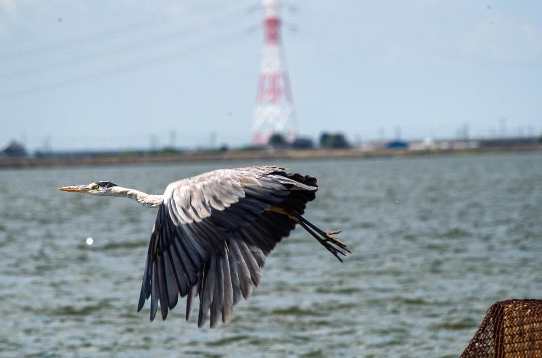 【黒死病対策】【内臓電池交換】PENTAX K-50 綺麗なホワイト＋WRレンズ