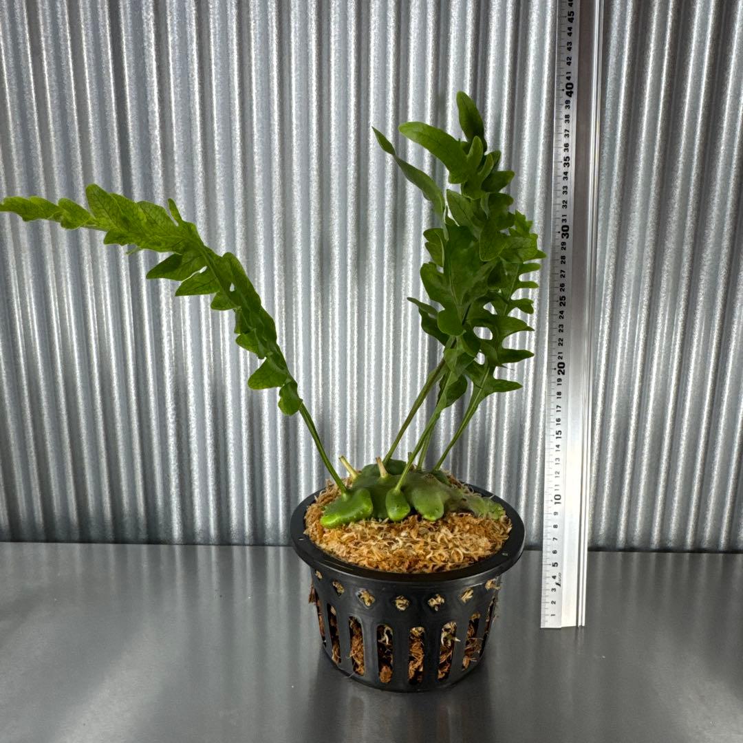 macrophage様ご確認用出品