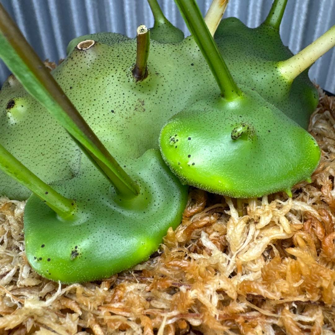 macrophage様ご確認用出品