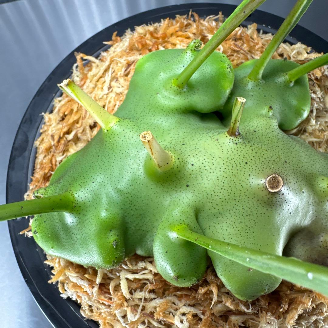 macrophage様ご確認用出品