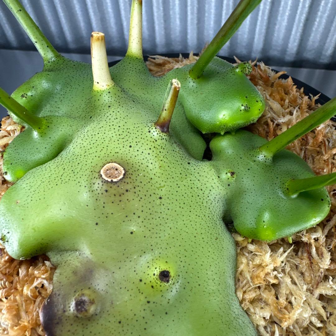 macrophage様ご確認用出品