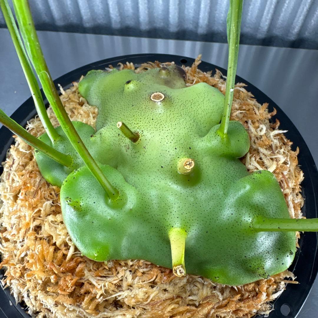 macrophage様ご確認用出品