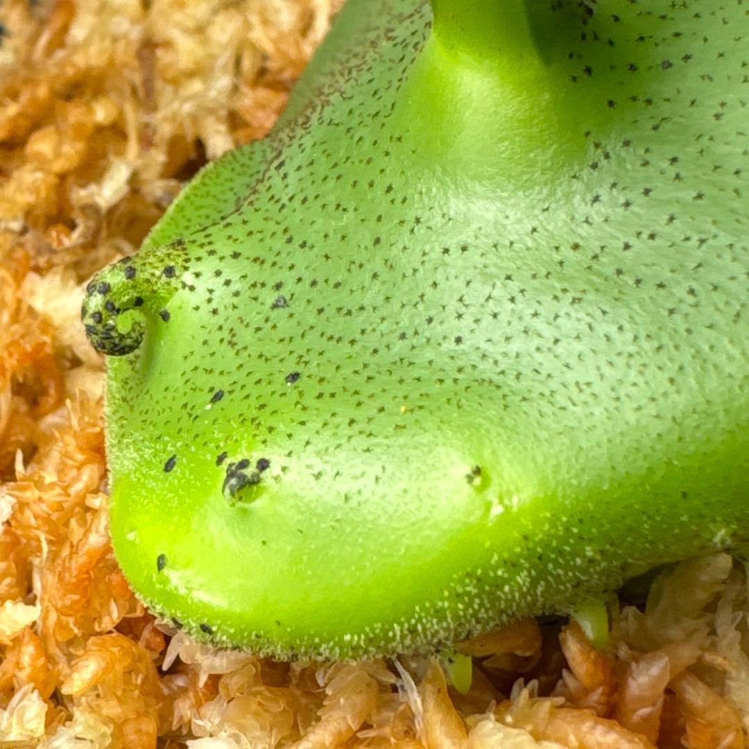 macrophage様ご確認用出品