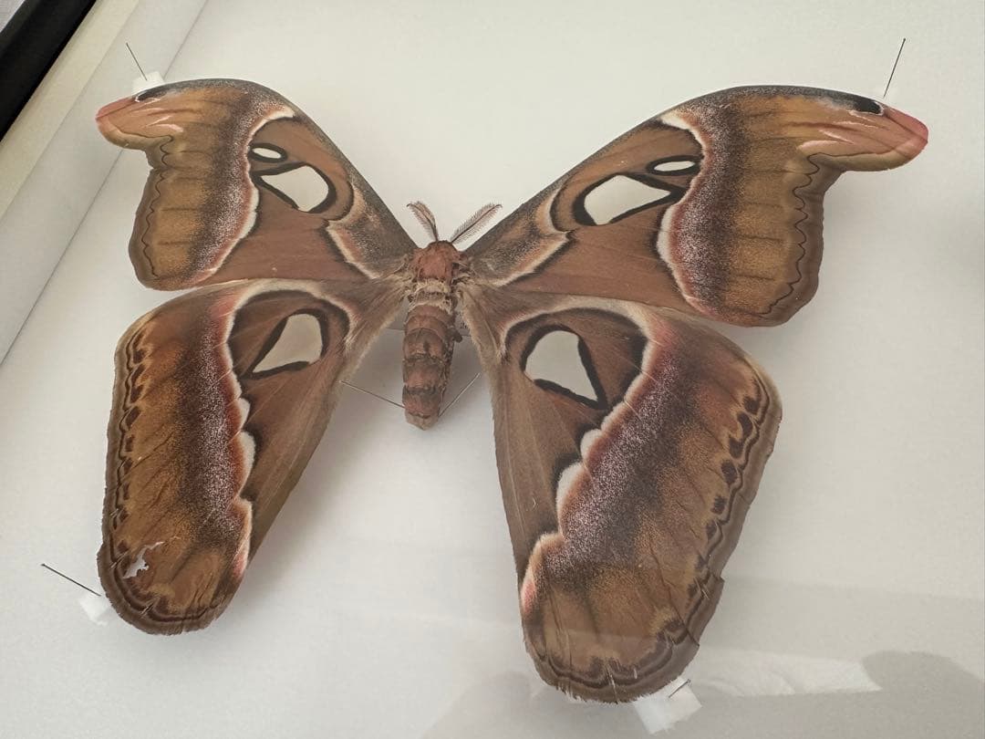 【にこベー★】標本箱ドイツ箱 黒色 UV加工6箱 蝶と蛾の標本