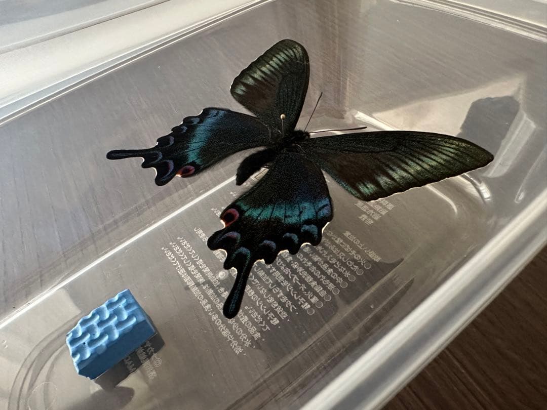 【にこベー★】標本箱ドイツ箱 黒色 UV加工6箱 蝶と蛾の標本