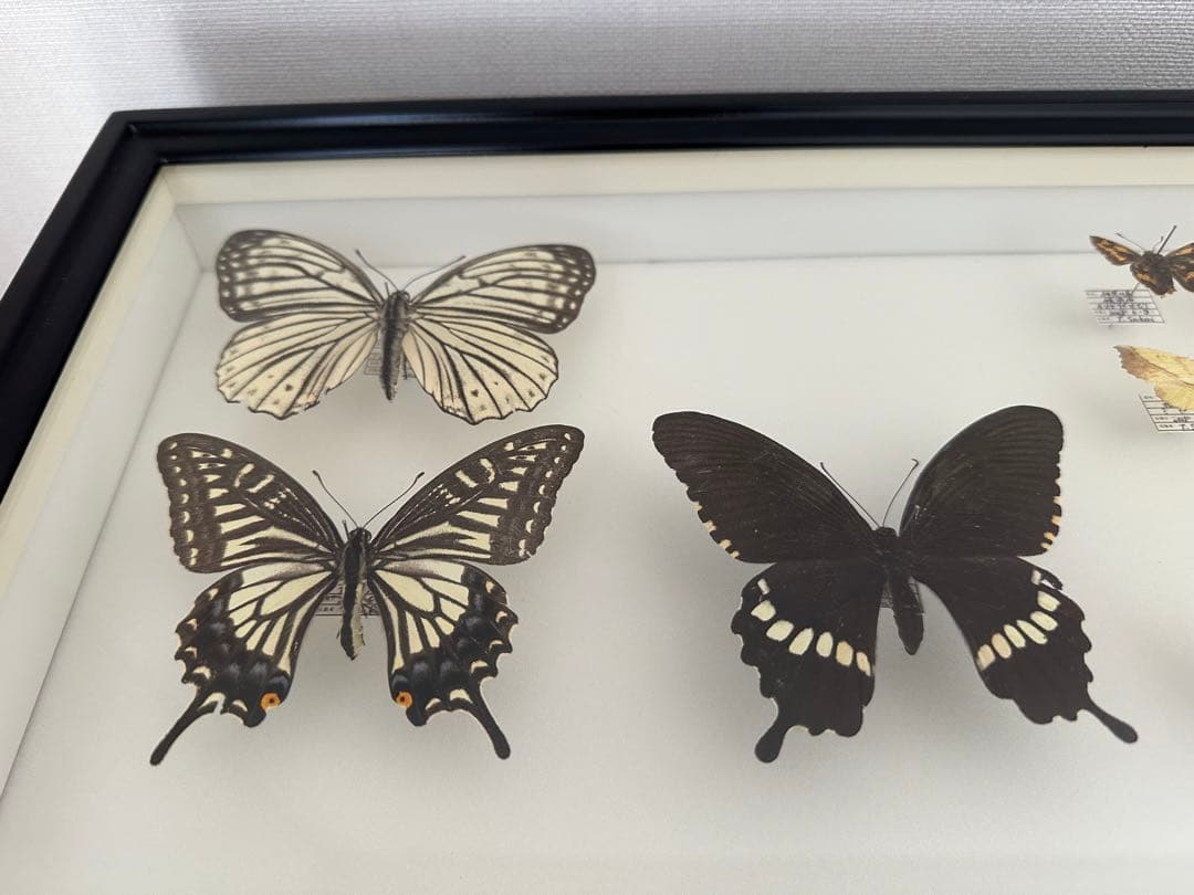 【にこベー★】標本箱ドイツ箱 黒色 UV加工6箱 蝶と蛾の標本