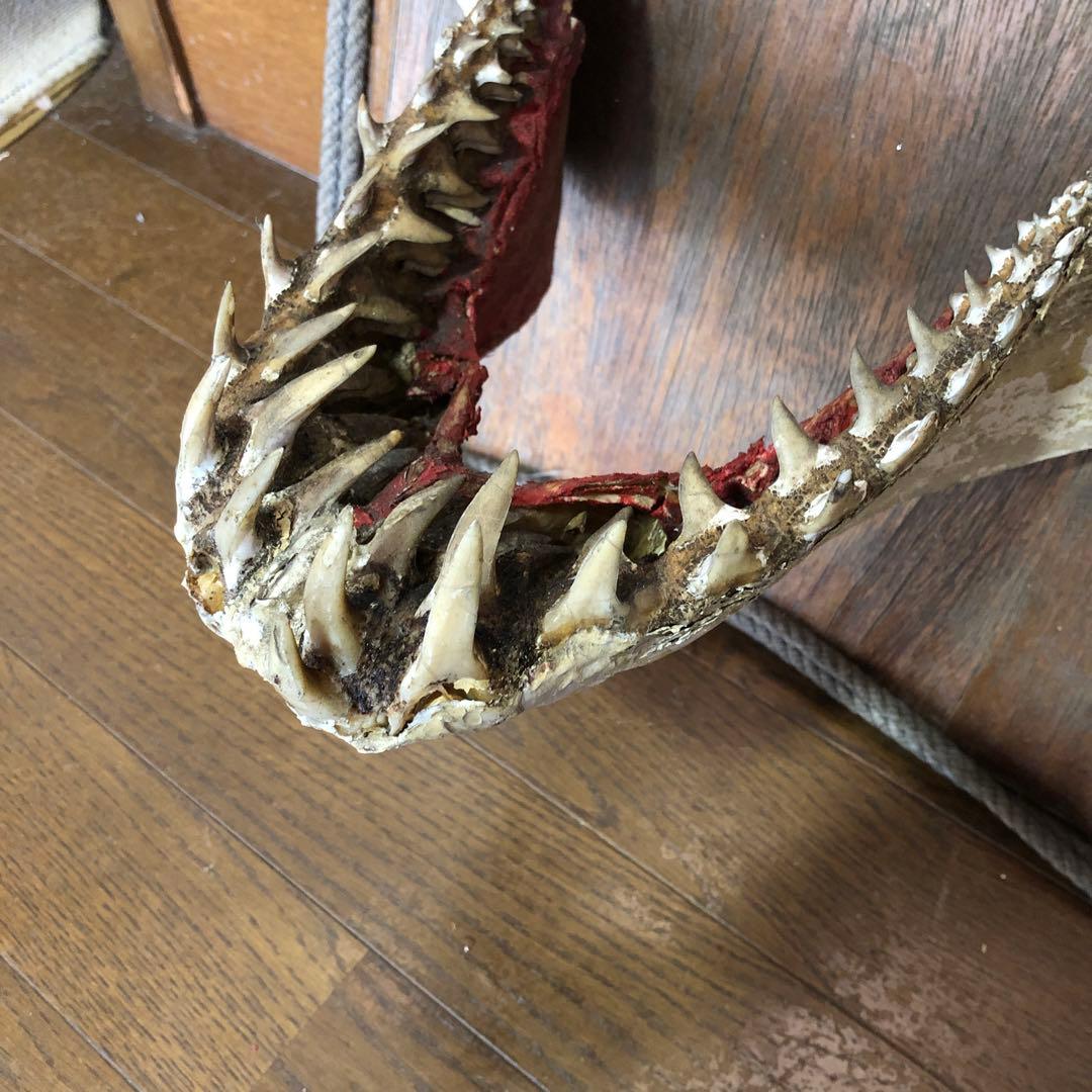 ホオジロ鮫の顎骨格標本￼