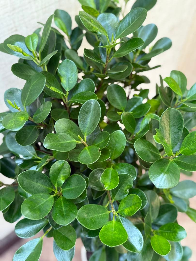 ☆ パンダガジュマル 118cm 8号 緩やかな曲がり幹♪