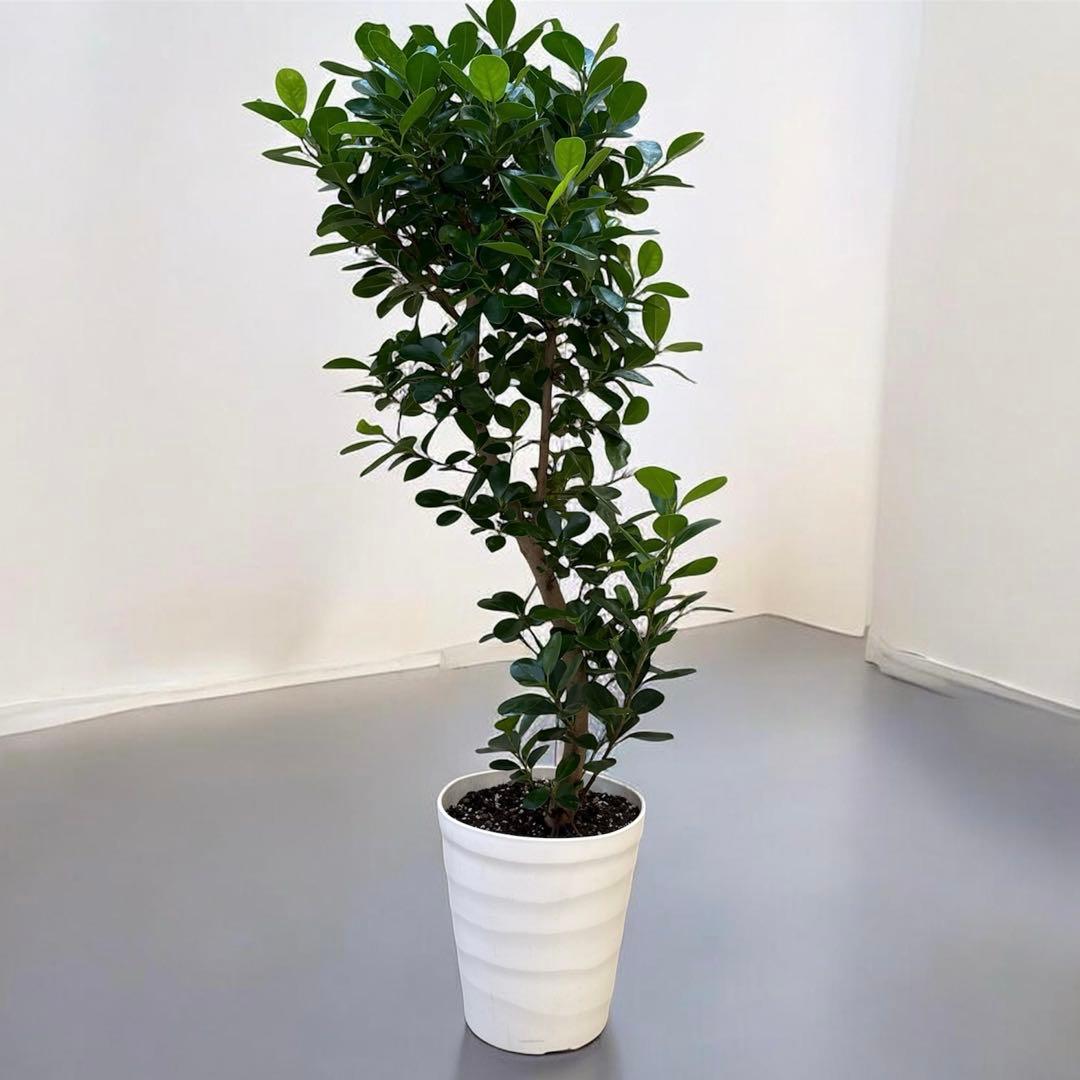 ☆ パンダガジュマル 118cm 8号 緩やかな曲がり幹♪