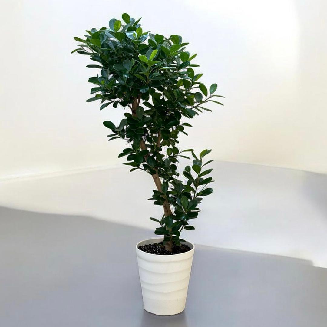 ☆ パンダガジュマル 118cm 8号 緩やかな曲がり幹♪